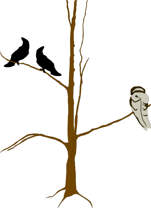 A tall tree with two crows and an owl