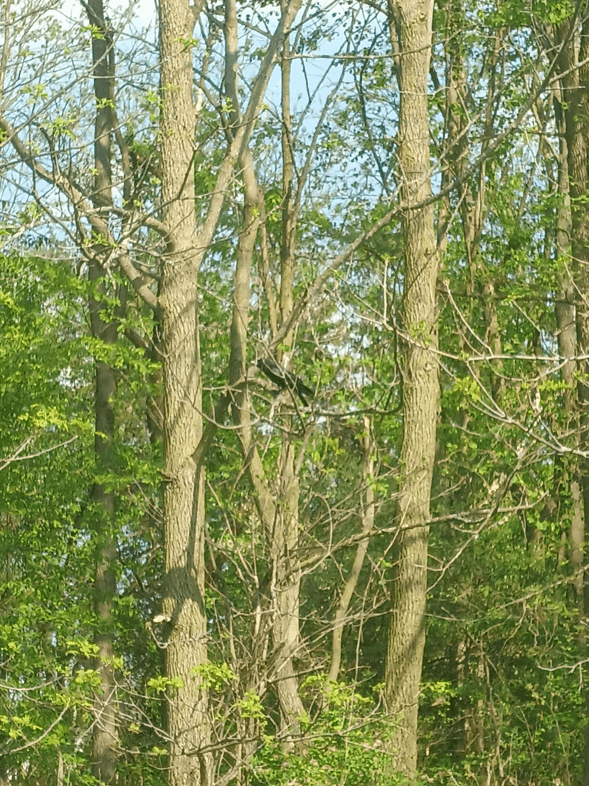 A crow through the trees.