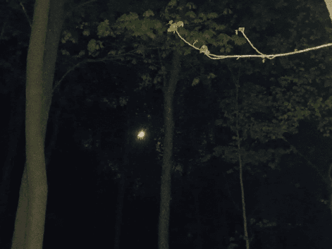 The moon through trees.