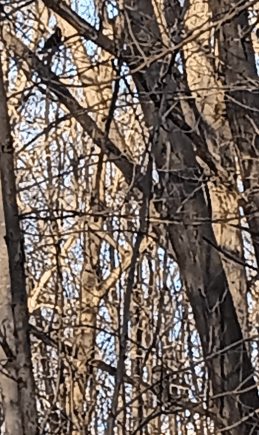 An American crow and a barred owl perched in a tree