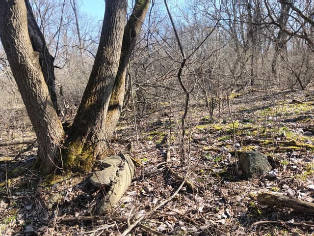 A tree growing through rubble.