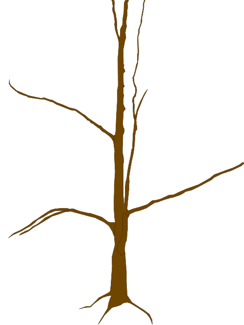 A tall tree, empty